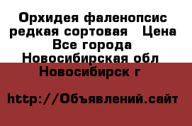 Орхидея фаленопсис редкая сортовая › Цена ­ 800 - Все города  »    . Новосибирская обл.,Новосибирск г.